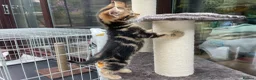 Mixed Breed cats for adoption: Rescue kittens for adoption  - Advert 2