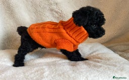 Toy Poodle dogs for sale: Tiny, champion bloodlines best pet homes only  - Image 7