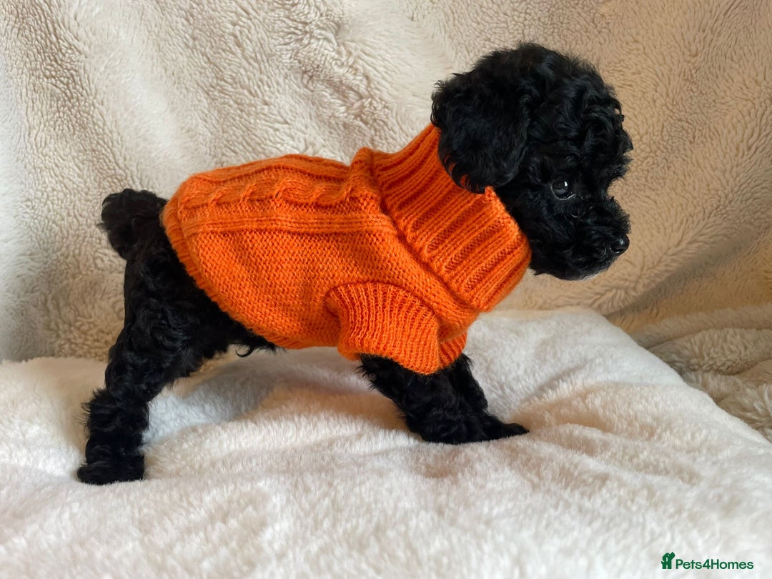 Toy Poodle dogs for sale: Tiny, champion bloodlines best pet homes only  - Image 7
