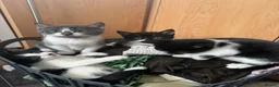 Mixed Breed cats for sale: Beautiful Friendly Mixed Breed Kittens  - Advert 12