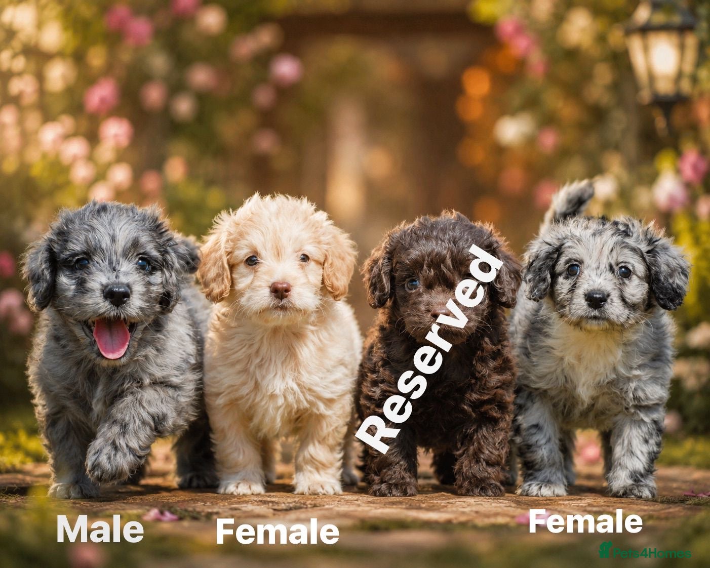 Cockapoo dogs Beautiful puppies  - Advert 16