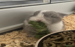 Mini Lop rabbits for sale: Extremely friendly mini lop babies for sale  - Image 14