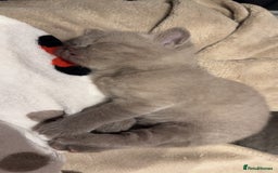British Shorthair cats for sale: Beautiful Fluffy British Shorthair Kittens  - Image 9