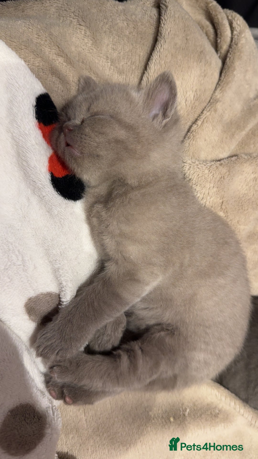 British Shorthair cats for sale: Beautiful Fluffy British Shorthair Kittens  - Image 9