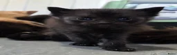Mixed Breed cats for sale: Beautiful Fluffy Kittens Looking for Forever homes - Advert 36