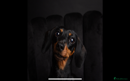 Miniature Dachshund dogs for sale: Beautiful KC registered miniature dachshund  - Image 12