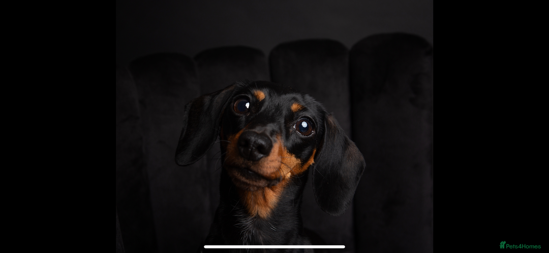 Miniature Dachshund dogs for sale: Beautiful KC registered miniature dachshund  - Image 12