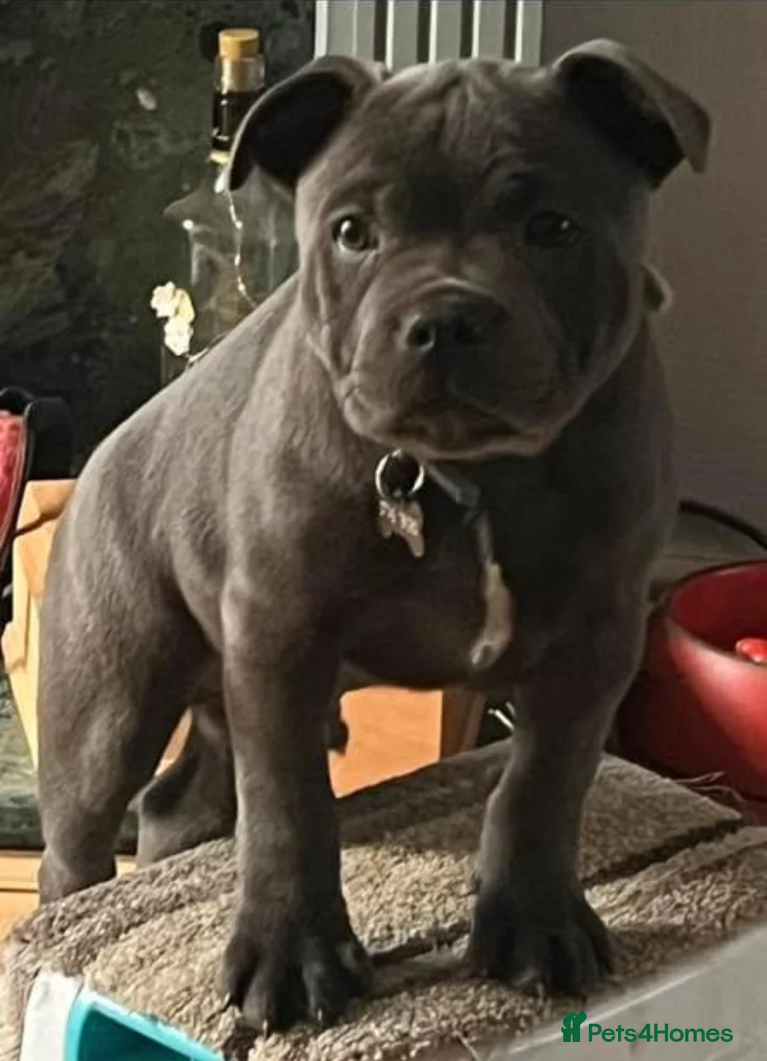 Staffordshire Bull Terrier dogs for stud: 🇬🇧 ONE & ONLY HERCULES, BLUE HEALTH TESTED STUD in Abingdon - Advert 9