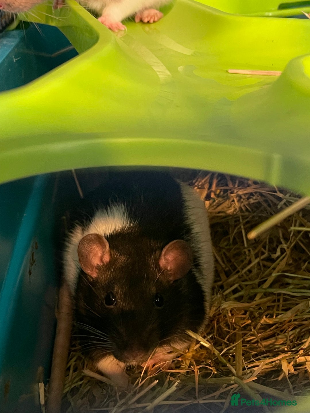 Rat rodents for sale: 2 male rats for rehoming  - Image 3