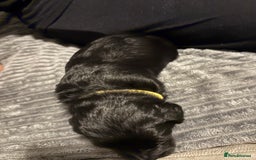 Mixed Breed dogs for sale: Beautiful miniature Labrador x cockapoo  - Image 5