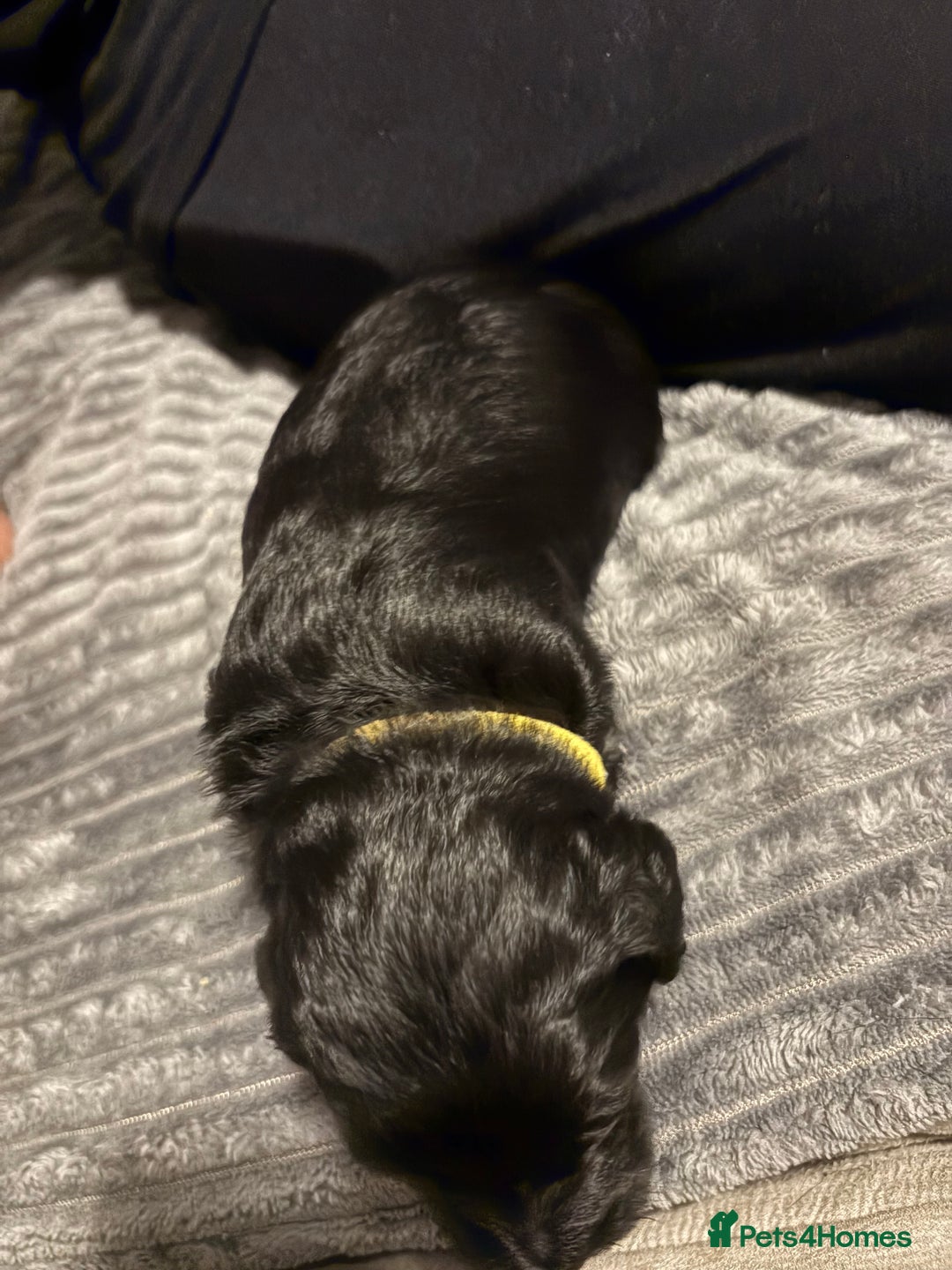 Mixed Breed dogs for sale: Beautiful miniature Labrador x cockapoo  - Image 5