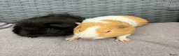 Guinea Pig rodents for sale: Sows and Trio of Boars  - Advert 4