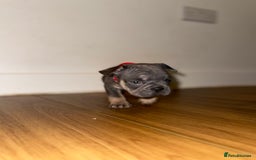 French Bulldog dogs for sale: BLUE & CREAM/TAN Isabella/pink carrying. - Image 21