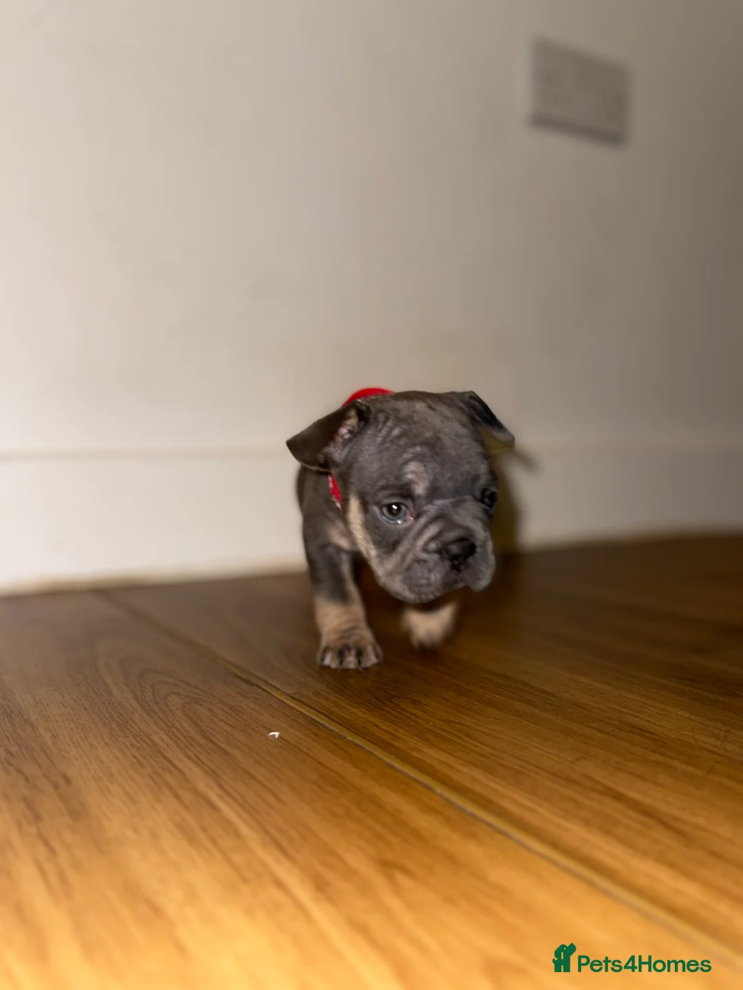 French Bulldog dogs for sale: BLUE & TAN:Testable/Isabella/pink carrying. - Advert 5