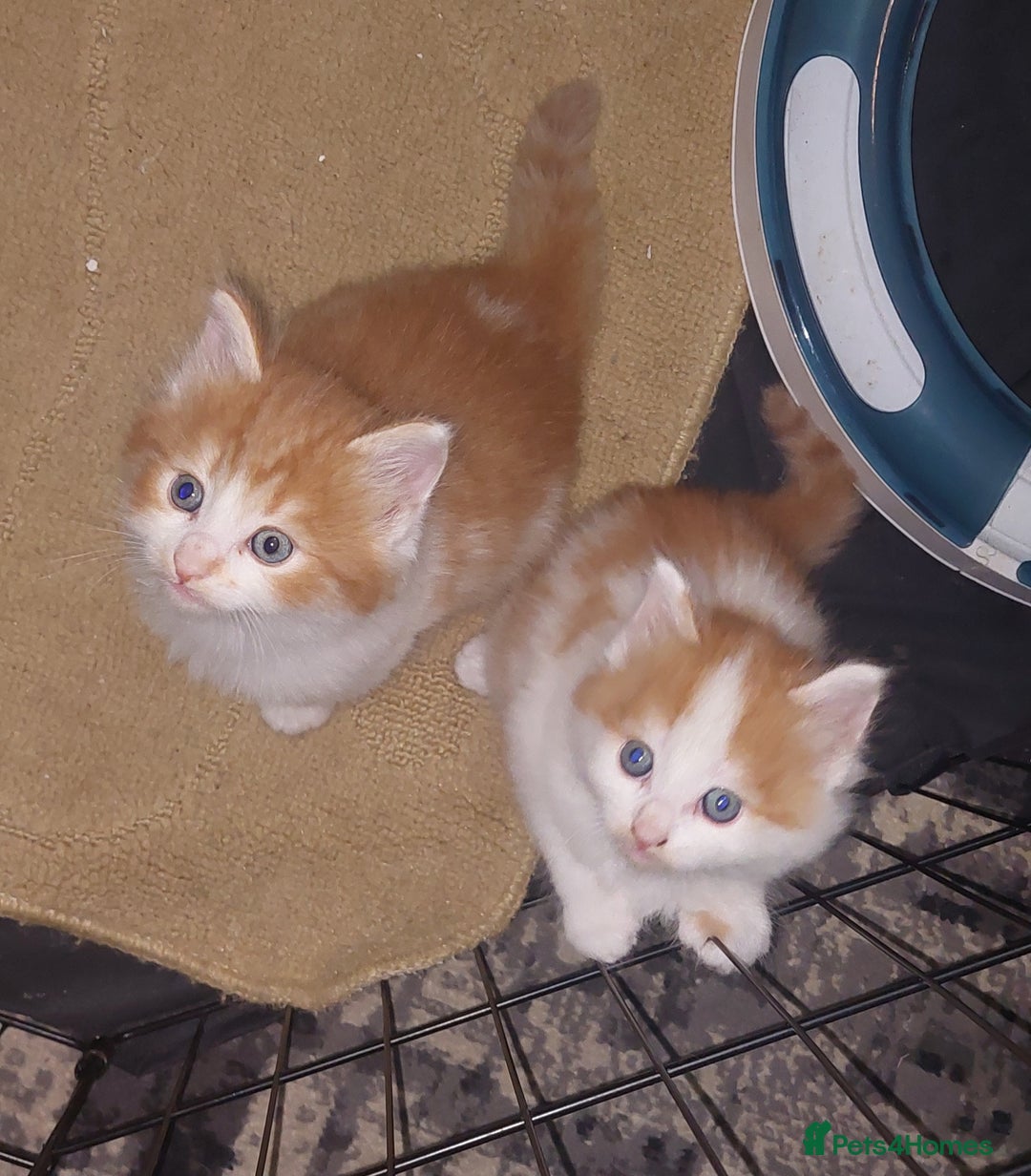 Mixed Breed cats for sale: 3 fluffy kittens - Advert 1
