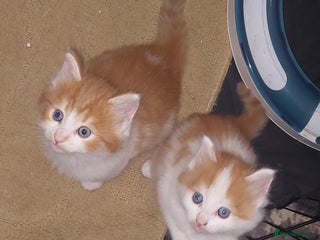 Mixed Breed cats 3 fluffy kittens - Advert 1