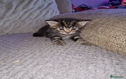 Mixed Breed cats for sale: 4 beautiful kittens - Image 5