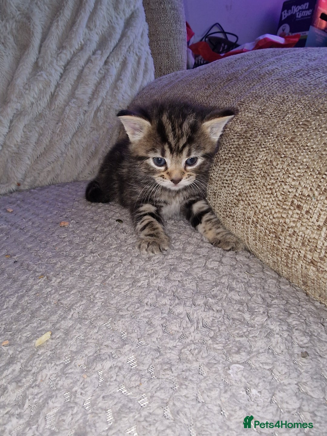 Mixed Breed cats for sale: 4 beautiful kittens - Image 5