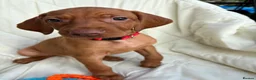 Hungarian Vizsla dogs for sale: 8 Five week old KC Reg Vizsla Puppies for sale - Advert 10