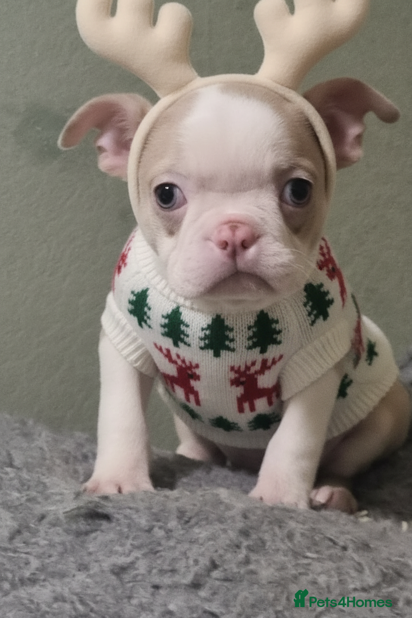 Boston Terrier dogs Stunning Lilac Boston Terrier  5* KC - Advert 4