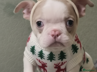 Boston Terrier dogs Stunning Lilac Boston Terrier 5* KC - Advert 4