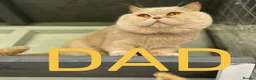 British Shorthair cats for sale: Beautiful BSH-kittens-Ready for Their New Homes - Advert 15