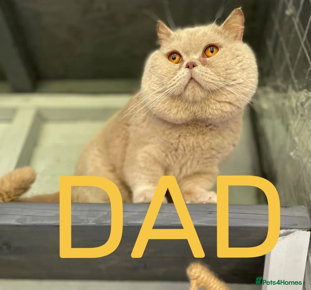 British Shorthair cats for sale: Beautiful BSH-kittens-Ready for Their New Homes - Advert 15