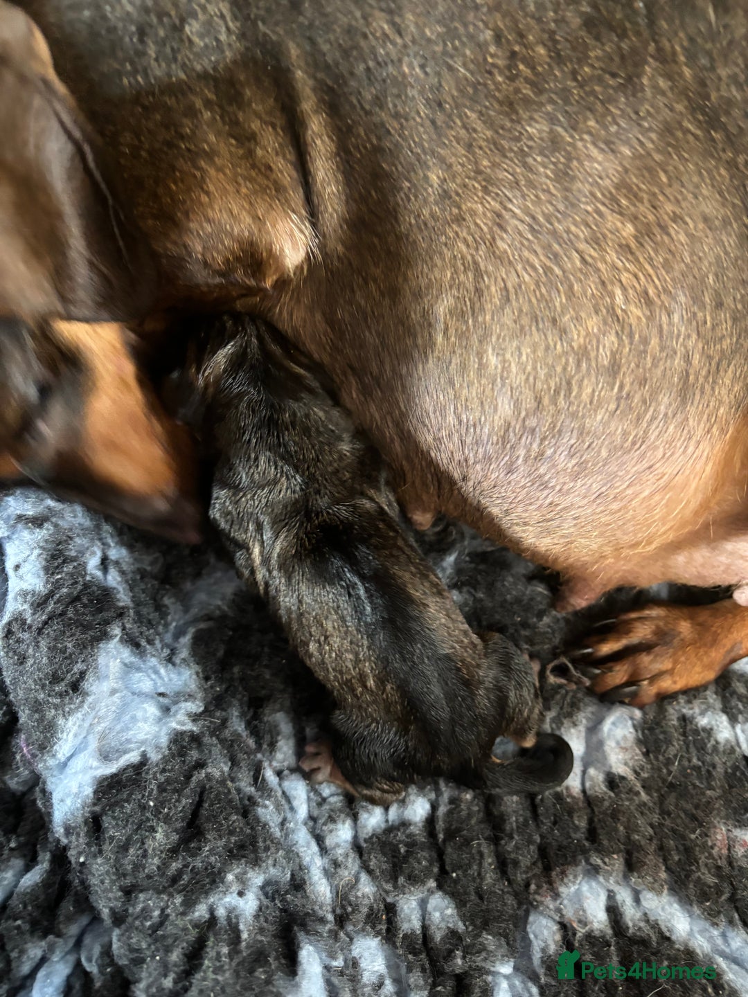 Dachshund dogs for sale: Stunning Miniature Dachshund Pups - Image 18