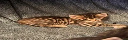 Mixed Breed cats for sale: Bengal mixed breed kittens with exceptional marks - Advert 3