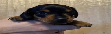 Miniature Dachshund 1