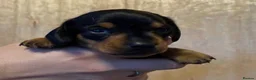 Miniature Dachshund dogs for sale: Miniature Dachshund Puppies - Advert 3
