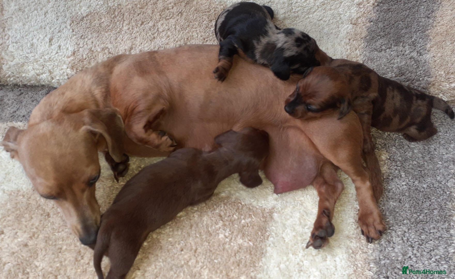 Dachshund dogs Dachshund  - Advert 9