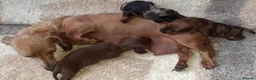 Dachshund dogs for sale: Dachshund  - Advert 1
