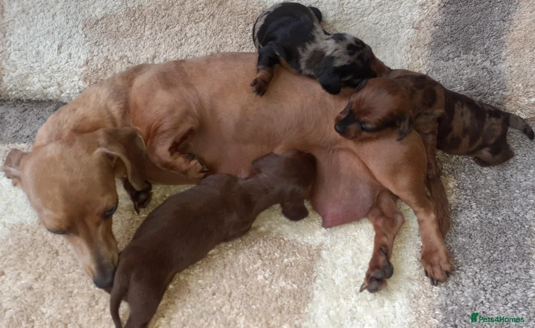 Dachshund dogs for sale: Dachshund  - Advert 1