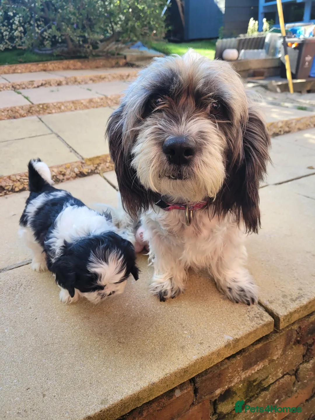 Mixed Breed dogs for sale: Boy puppy - Advert 1