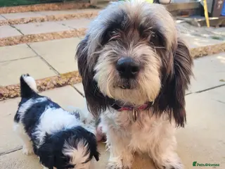 Mixed Breed dogs Boy puppy - Advert 4