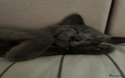 Russian Blue cats for sale: Meet Milo - Russian Blue Mix Kitten - Image 6