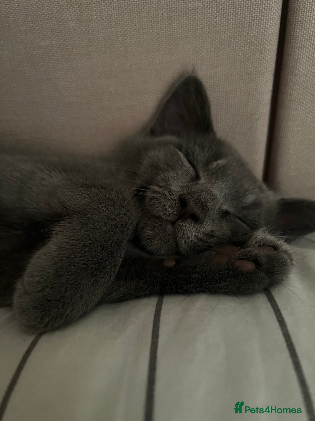 Russian Blue cats for sale: Meet Milo - Russian Blue Mix Kitten - Image 6