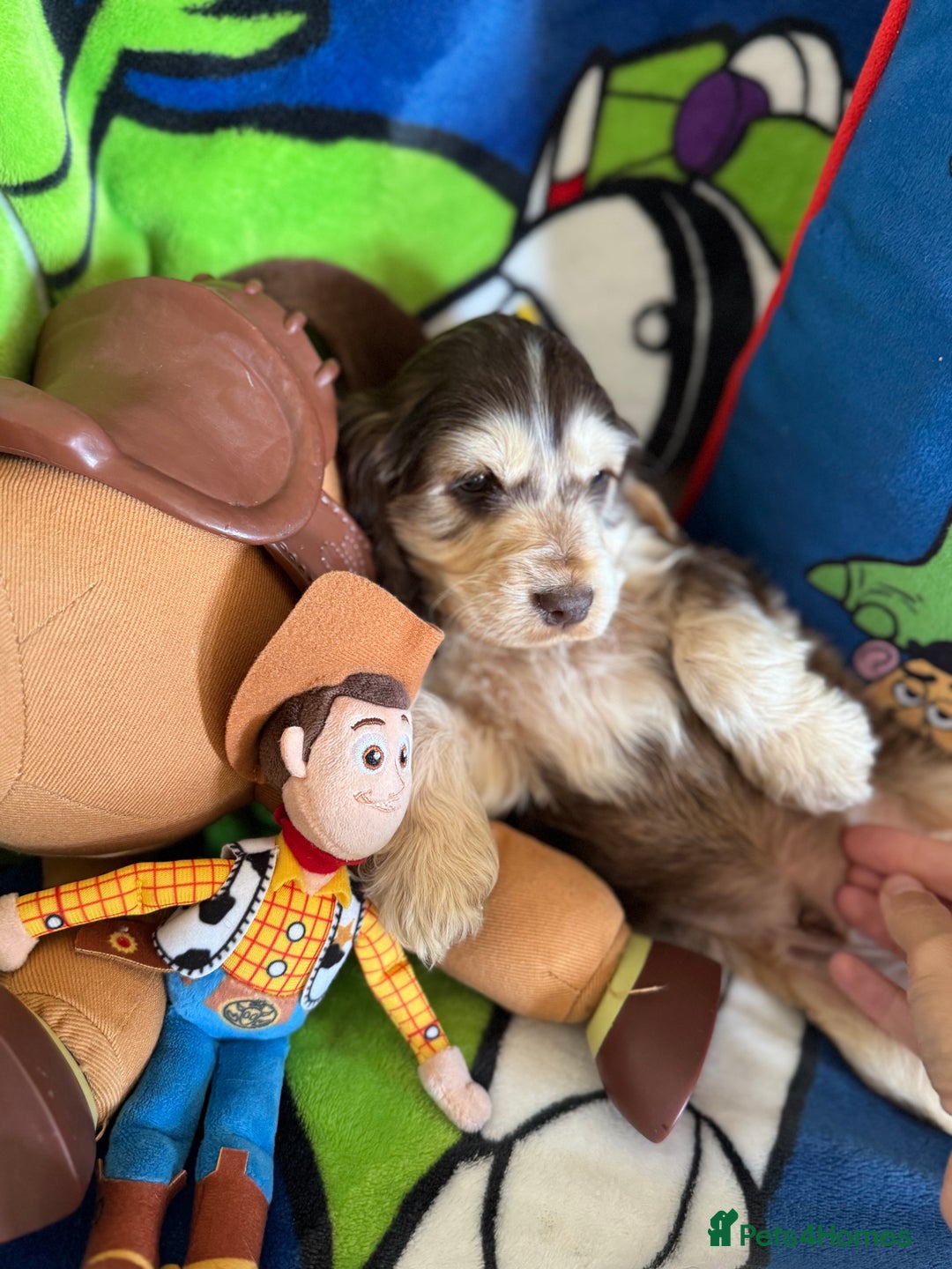 Cocker Spaniel dogs for sale: Last 2 boys fully vaccinated health checked  - Image 13