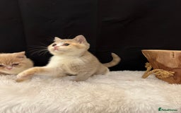 British Shorthair cats for sale: 💗 Gorgeous Full Pedigree BSH Trusted Breeder 💗 - Image 13