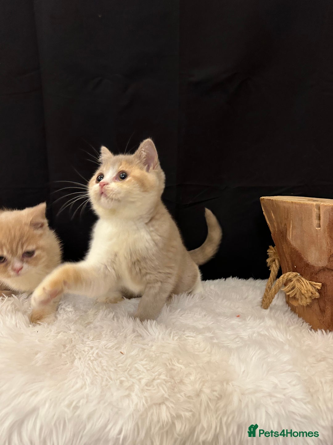 British Shorthair cats for sale: 💗 Gorgeous Full Pedigree BSH Trusted Breeder 💗 - Image 13