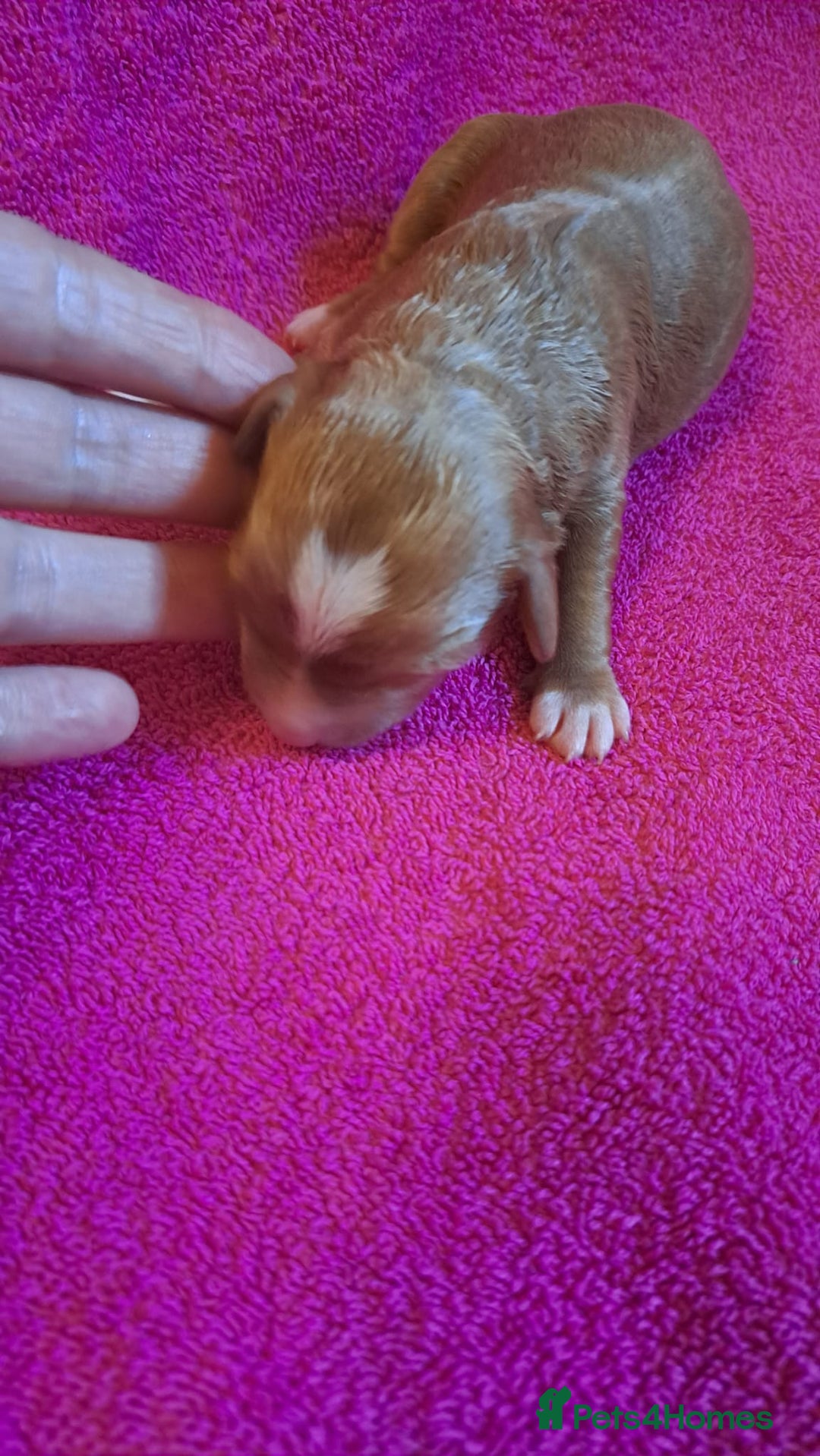 Australian Labradoodle dogs for sale: Australian Labradoodle puppies in Basildon - Image 16