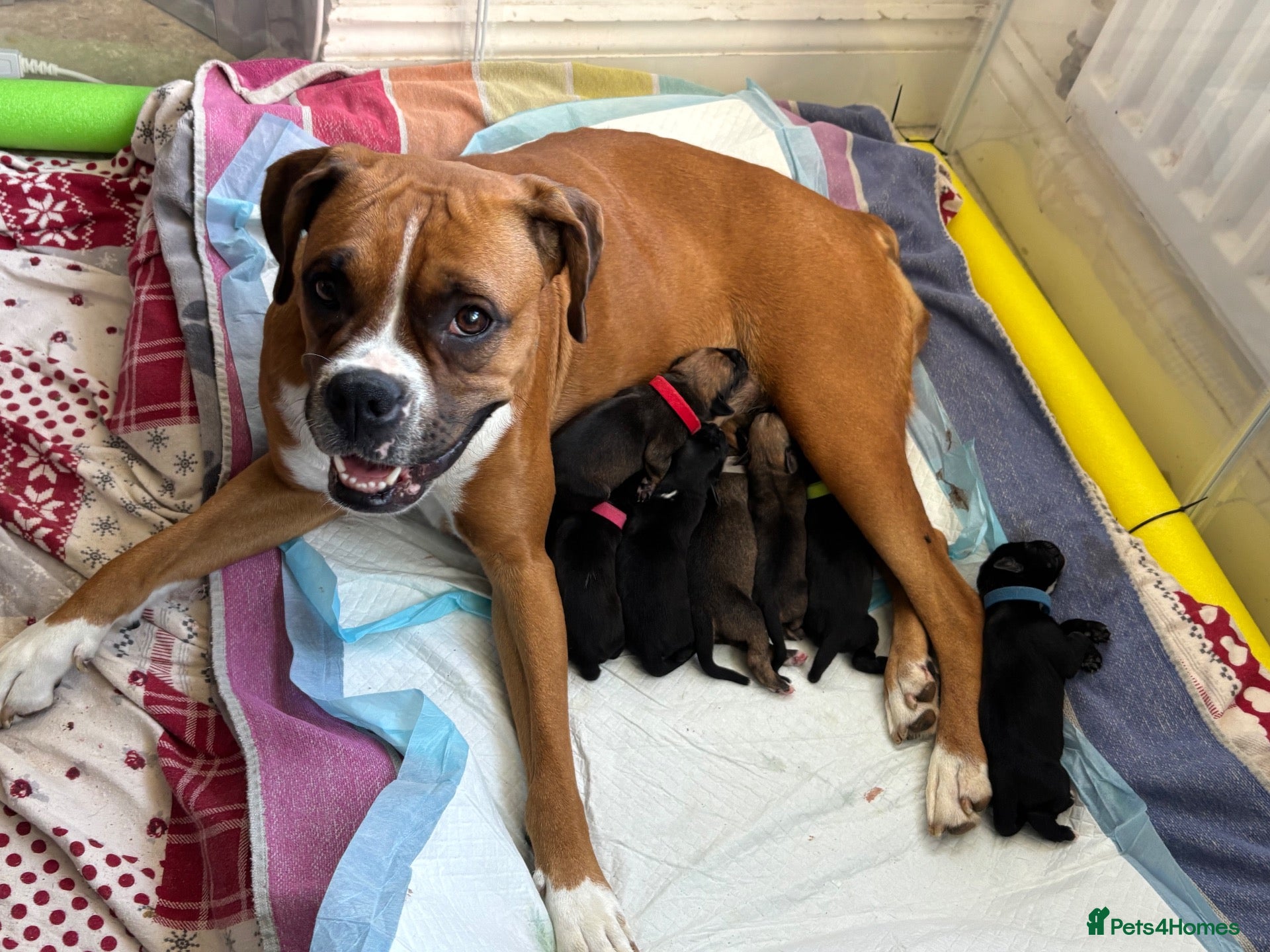 Mixed Breed dogs for sale: BEAUTIFUL BOXER X AMERICAN BULLDOG PUPPIES - Advert 1