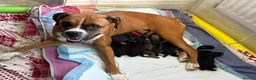 Mixed Breed dogs for sale: BEAUTIFUL BOXER X AMERICAN BULLDOG PUPPIES - Advert 1