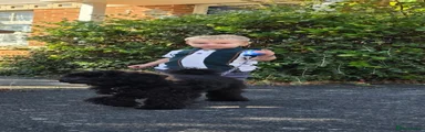 Cockapoo 1