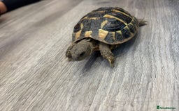 Hermann Tortoise reptiles for sale: Dwarf tortoise looking for a loving home  - Image 1