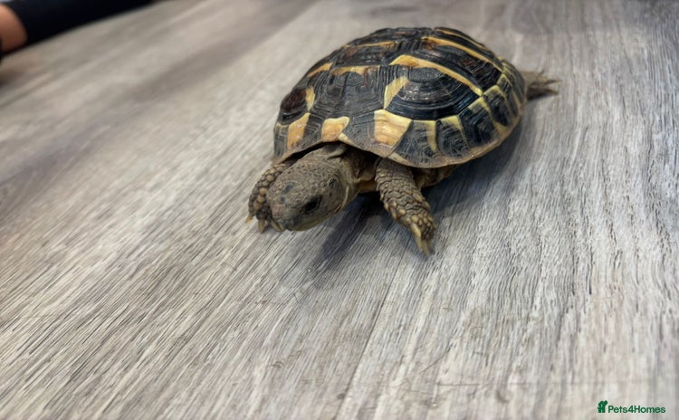 Hermann Tortoise reptiles - Advert 5