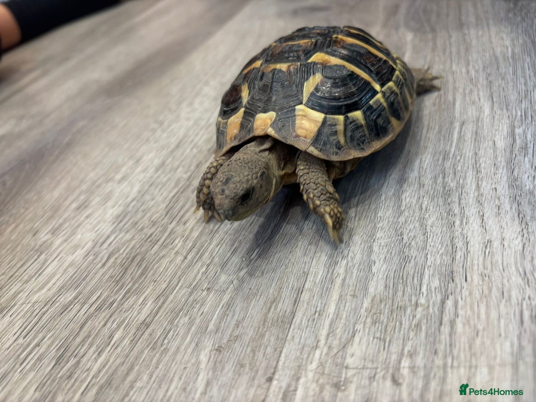 Hermann Tortoise reptiles for sale: Dwarf tortoise looking for a loving home  - Image 1
