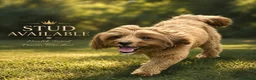 Cavapoo dogs for stud: F1 Cavapoo Proven Stud - Extensively Health Tested - Advert 8