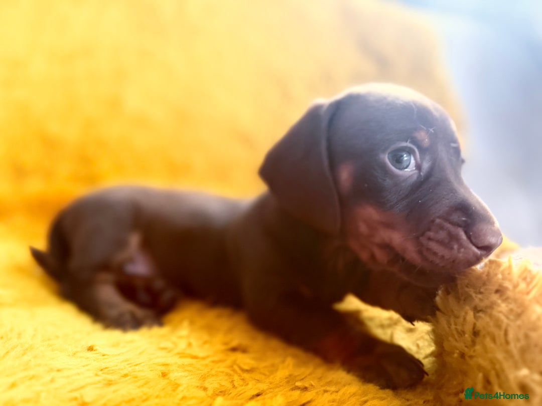 Dachshund dogs for sale: dachshund puppies  - Image 14